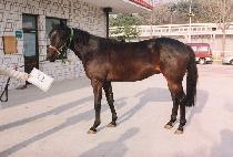 ������� (THUNDER STORM) ����