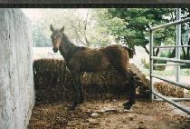 �ݺؾ��ڸ� ����