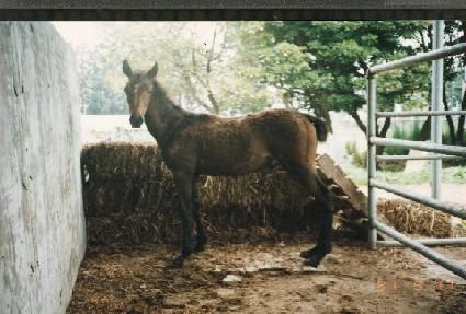 �ݺؾ��ڸ� ����