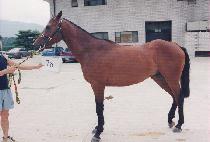 ��������� (CENTURY HERO) ����