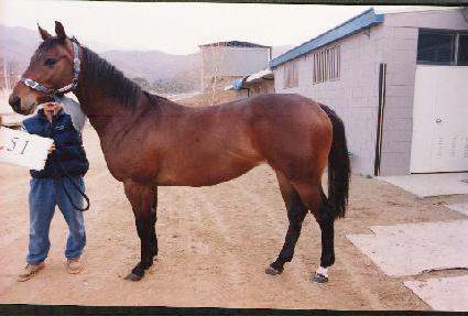 ö�ǿ��� ����