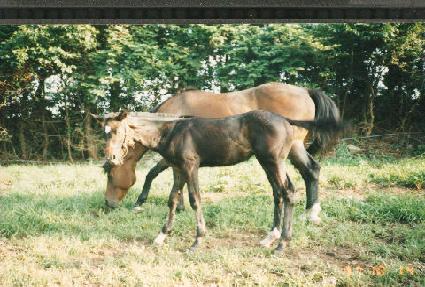 �Ƶ帮�Ƴʽ���ġ�ڸ� ����