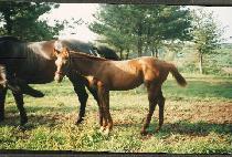 ���� ����