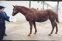 �����ɰ� (UGOGIRLGO) ����