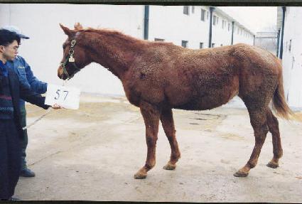 �����ɰ� ����