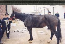 Ʈ���̾��ִ���ũ (TRIUMPH AT DUSK) ����