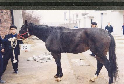 Ʈ���̾��ִ���ũ ����