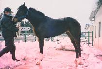 ġ�� (CHEA GO) ����