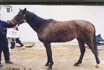 ���ø��ٷ�Ƽ (NANCY REALITY) ����