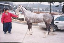 ����Ƽ�������� (RESTIVOS MAGIC) ����