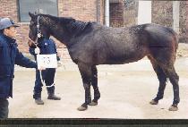 ����Ƽ��Į�� (NASTY SCARLET) ����