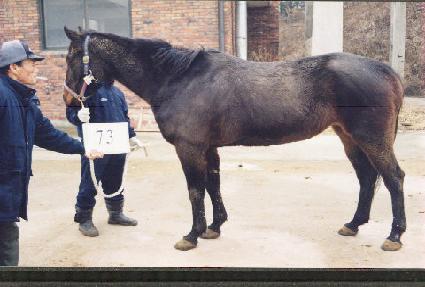 ����Ƽ��Į�� ����