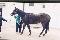 ��ƩƮ (ETTUTE) ����