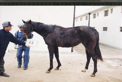 ����� ����