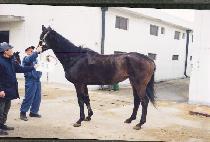 ������Ʈ (TOKYO COURT) ����