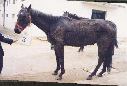 ���̽�Ʈ������ ����