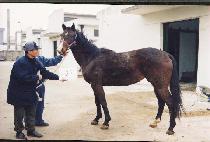 �ر۸������Ƽ�� (HAGLEY��S NATIVE) ����