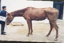 �׹��������丮 (NEVERENDING STORY) ����