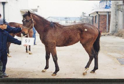 ���ȼַ� ����