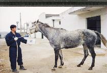 ũ�������ַѸ� (CRAZY PAT ROLLICK) ����