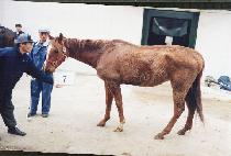 ������������� (PRINCESS BRUJA) ����