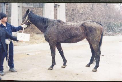 �����̵���ȣ���� ����