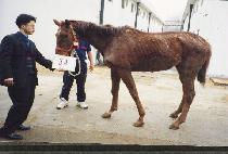 ��þ�� (TOSHIA��S DOLL) ����