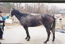 ���к� (LI��L SHELBY) ����