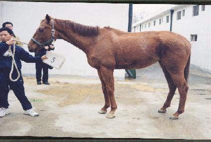 ����׷�� ����