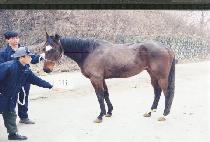 �ӽ���ī������ (MUSKOKA PROSPECT) ����