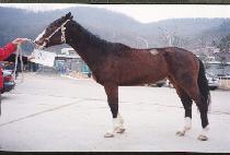 ���ѹ� (RUNNIN BOB) ����