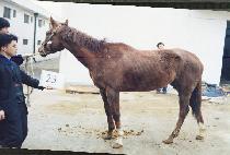 �����ġ (RED GORCH) ����