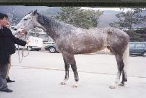 ���ٿ���� (SUNDOWN SALLY) ����