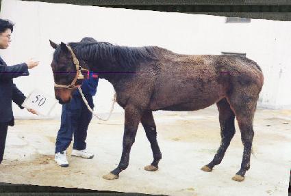 į�ٿ���� ����