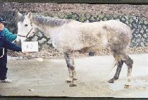 ũ���������� (CROWN��S AGENDA) ����