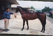 ����ũ�ذ� (SHAKE AND GO) ����