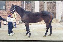 ��Ͽõ� (HONEY ALDEN) ����