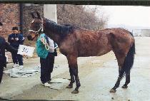 �����ĵ (FEATHERS CAN) ����