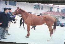 �������ٸ� (BLUSHING JULIE) ����