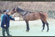 �ö�ְ���Ÿ (FLAMINGO GUITAR) ����