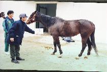 �κ�������̵� (ROBERTO��S LADY) ����