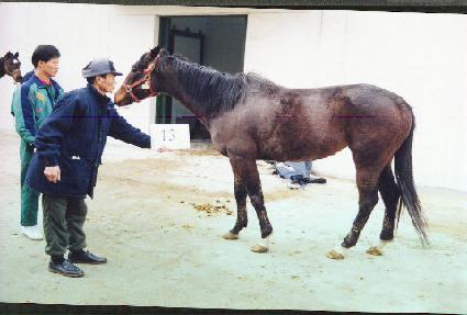 �κ�������̵� ����