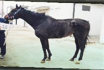 �ö����ɷξ� (FLOWERS GALORE) ����