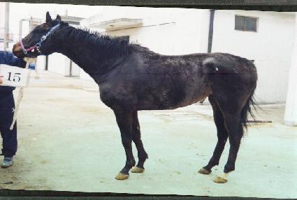 �ö����ɷξ� ����