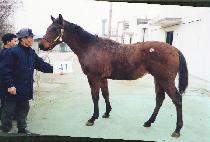 ��ƽ�����Ʈ (HANGUK��S BEST) ����