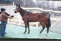 ������������ (SWEET ANGEL JAY) ����