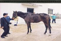 ��������� (LEW THE LEGEND) ����