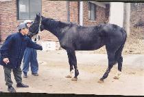 ��緺�� (TOLUREX) ����