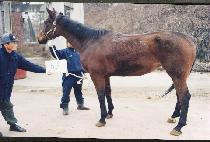 ����ƾ���� (SPORTIN�� GAYLE) ����