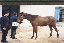 �̽������� (MR WIESER) ����